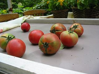 食堂前のトマト